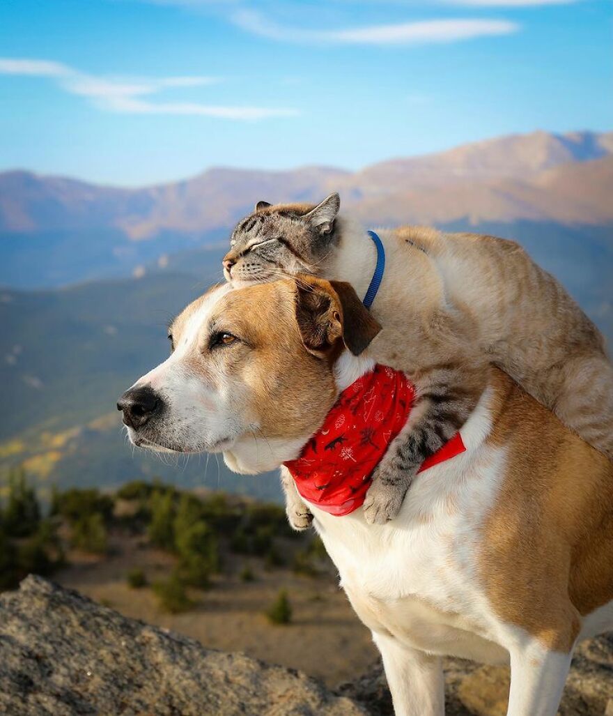 Rescue Dog And Cat Become Besties And Take Adventures Together