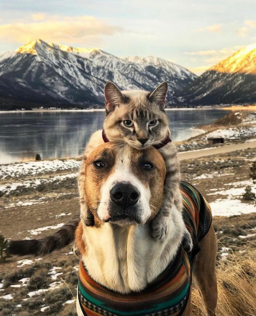 Rescue Dog And Cat Become Besties And Take Adventures Together
