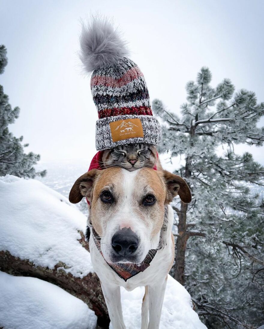 Rescue Dog And Cat Become Besties And Take Adventures Together