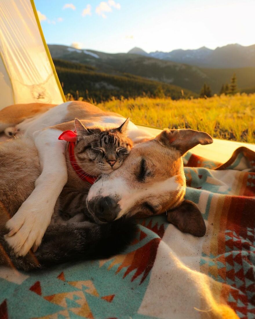 Rescue Dog And Cat Become Besties And Take Adventures Together