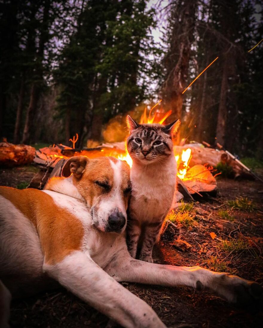 Rescue Dog And Cat Become Besties And Take Adventures Together