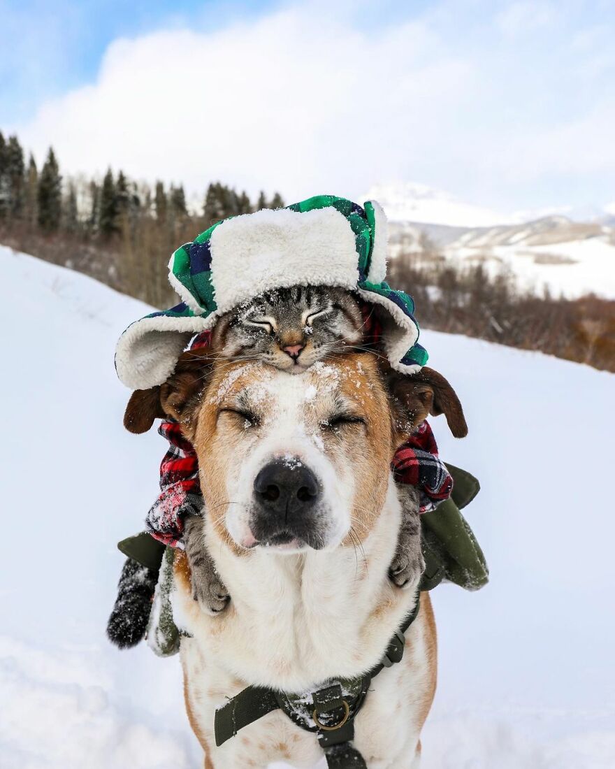 Rescue Dog And Cat Become Besties And Take Adventures Together