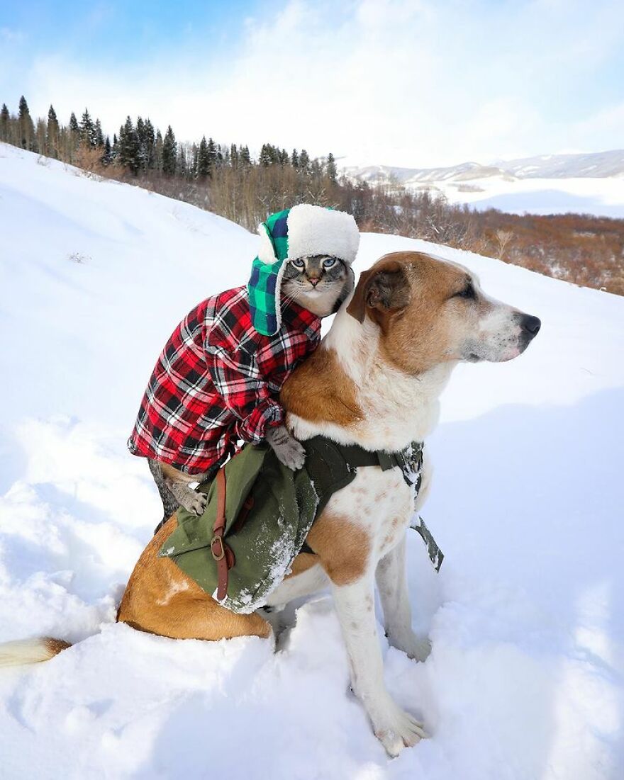Rescue Dog And Cat Become Besties And Take Adventures Together
