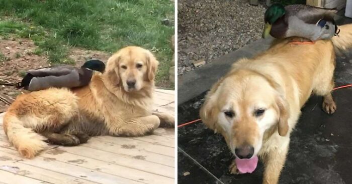 Wild Duck And Dog Meet Every Night For A Swim And Become Best Friends