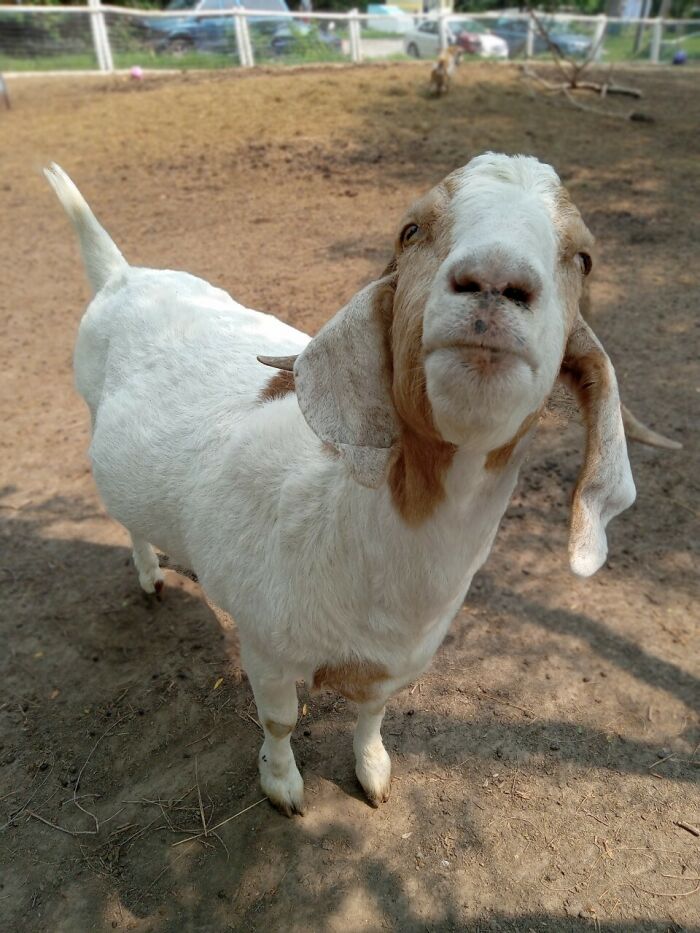 Rescue Goats And Sheep Living Their Best Life (37 Pics)