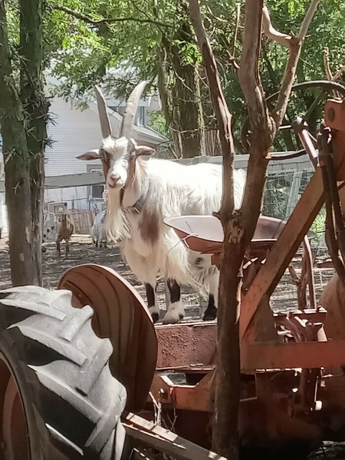 Rescue Goats And Sheep Living Their Best Life (37 Pics)