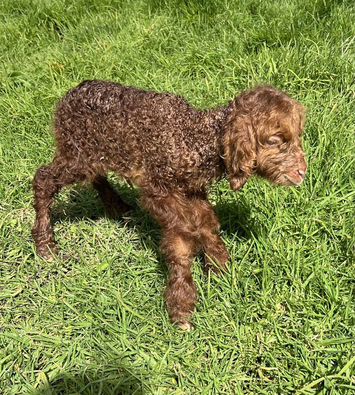 My Journey Of Hand-Rearing An Abandoned Lamb; Here Are The First Six Days