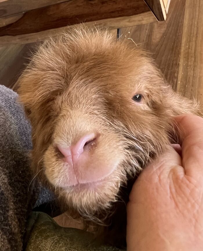 My Journey Of Hand-Rearing An Abandoned Lamb; Here Are The First Six Days