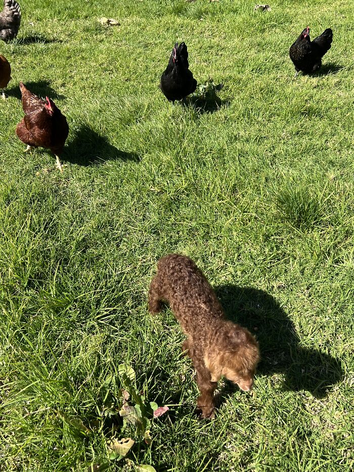 My Journey Of Hand-Rearing An Abandoned Lamb; Here Are The First Six Days