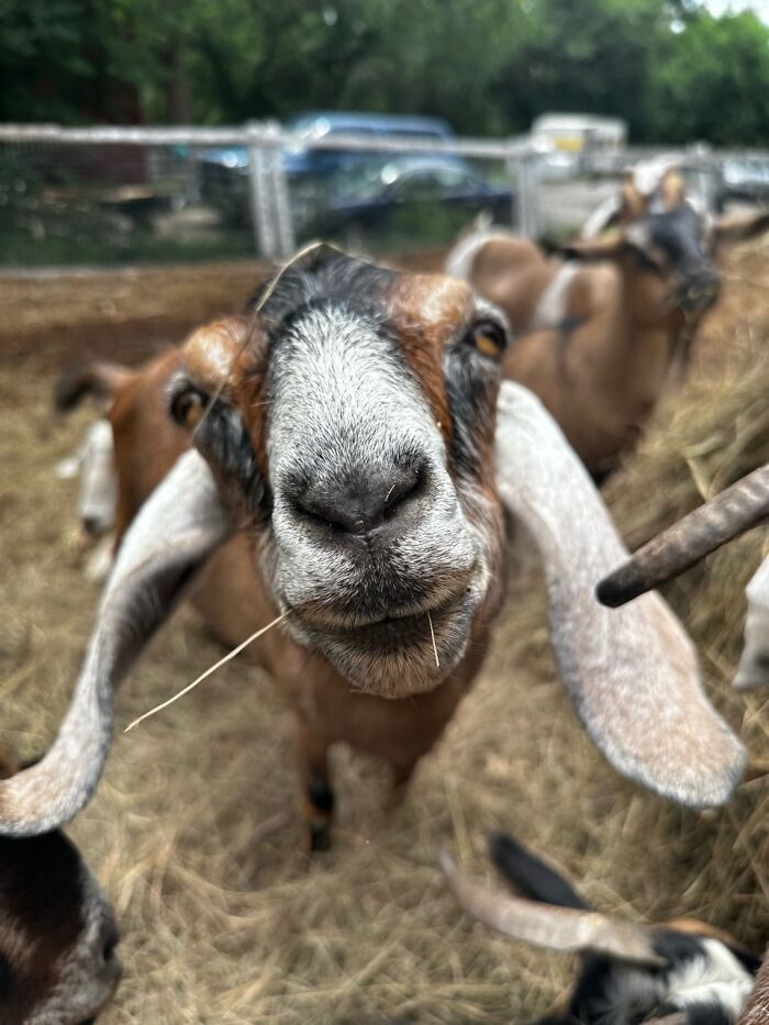 Rescue Goats And Sheep Living Their Best Life (37 Pics)