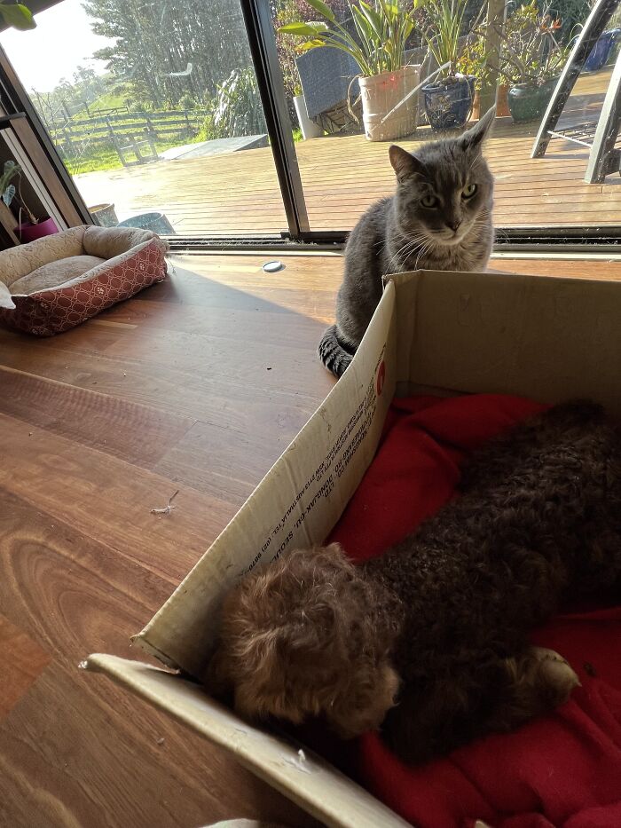 My Journey Of Hand-Rearing An Abandoned Lamb; Here Are The First Six Days