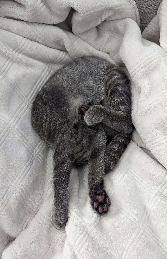 This Is How My Little Guy Sleeps