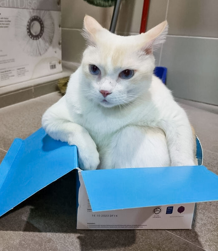 Got A Weird Looking Cat In The Trap