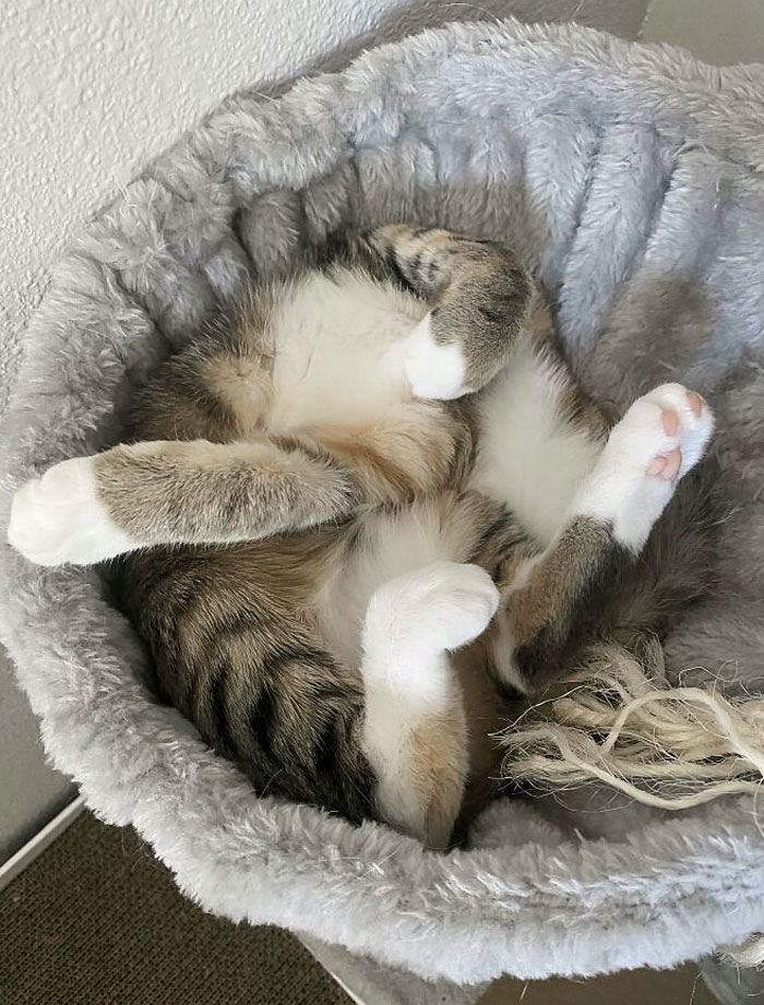 ¿Cómo va a estar cómodo?