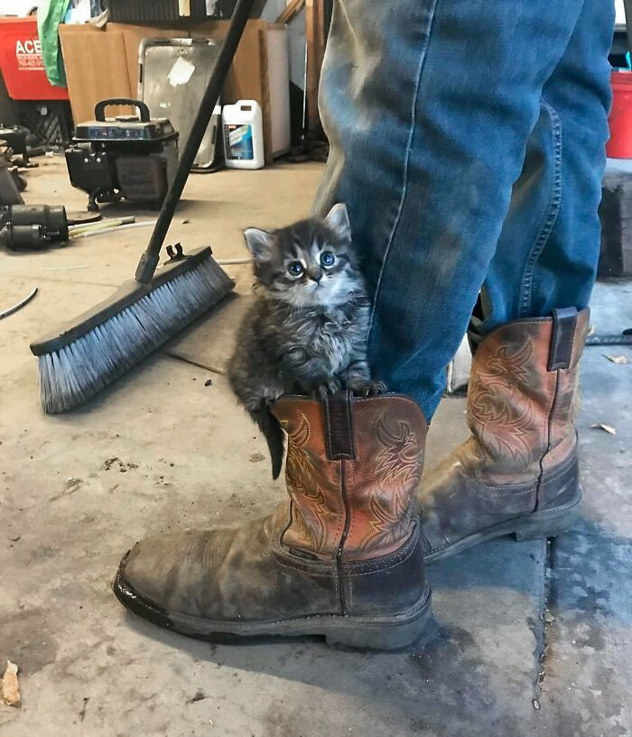 Gatito super fotogénico