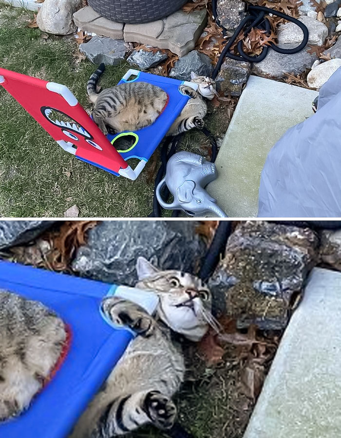 My Cat Got Stuck In A Yard Game