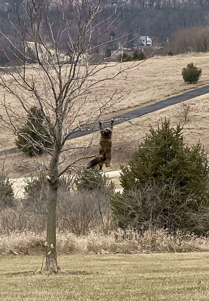No encontrábamos al gato, y al mirar por la ventana vimos esto