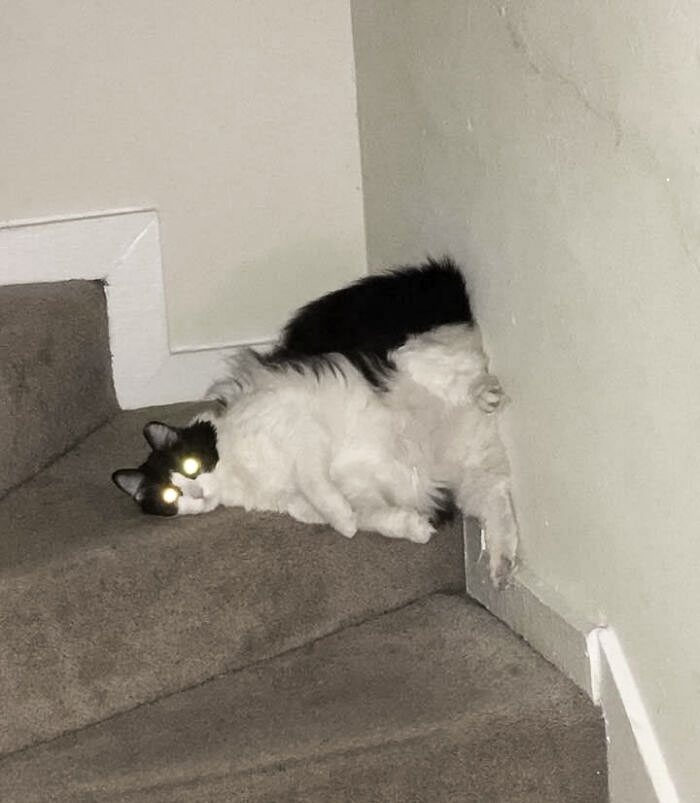 Está cómodo en cualquier posición