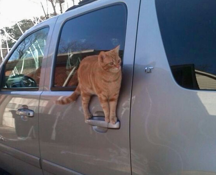 My Cat Stands In Unusual Places