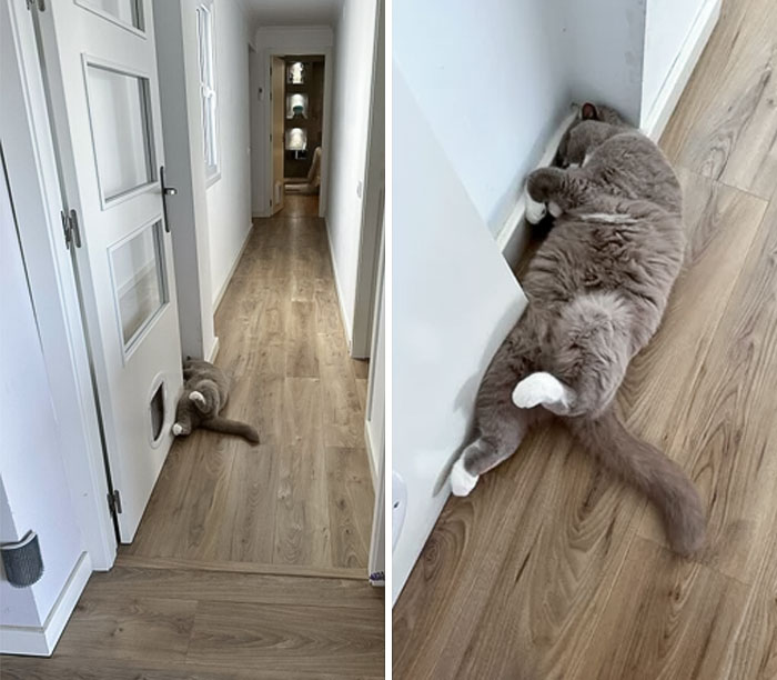 He Just Seems To Fall Over Anywhere When He Needs A Nap. I’ve Never Seen Anything Quite Like It