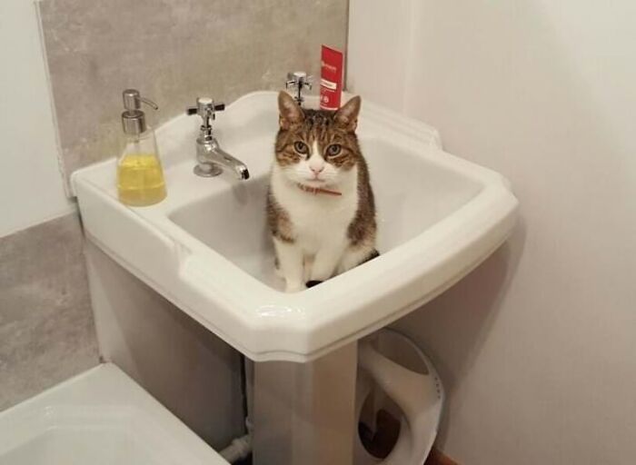 The Sink Is Another Bed