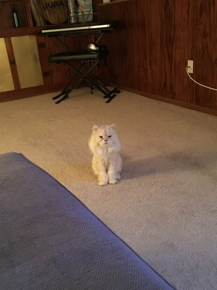 You Just Don’t Know If Your Cat Wants To Kill You Or Is Just Staring At An Invisible Monster Behind You