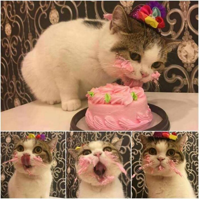 You Give Them A Treat Because Eating Canned Food Everyday Is Torture