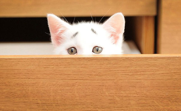 This Is Gary &ndash; The Kitten Was Born With Permanently Worried-Looking Eyebrows