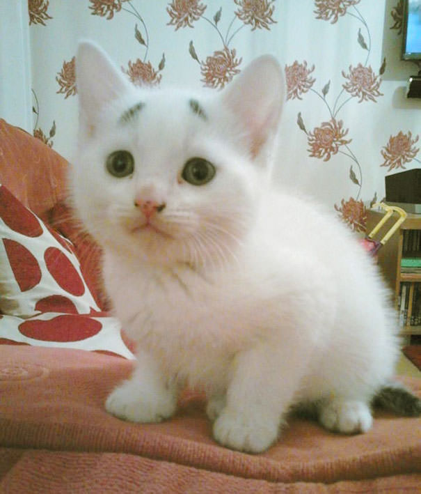 This Is Gary &ndash; The Kitten Was Born With Permanently Worried-Looking Eyebrows