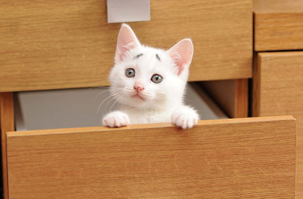 This Is Gary &ndash; The Kitten Was Born With Permanently Worried-Looking Eyebrows