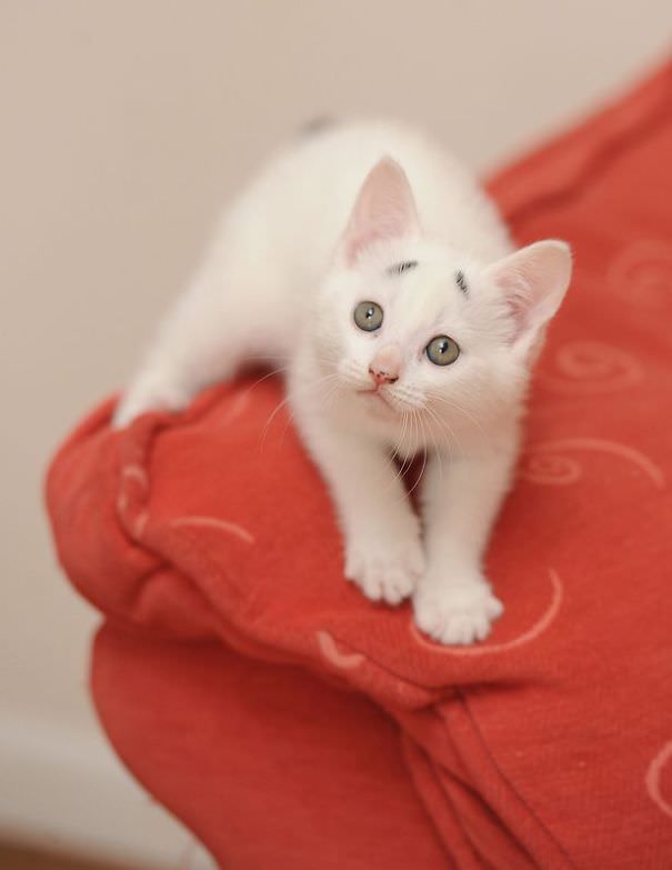 This Is Gary &ndash; The Kitten Was Born With Permanently Worried-Looking Eyebrows