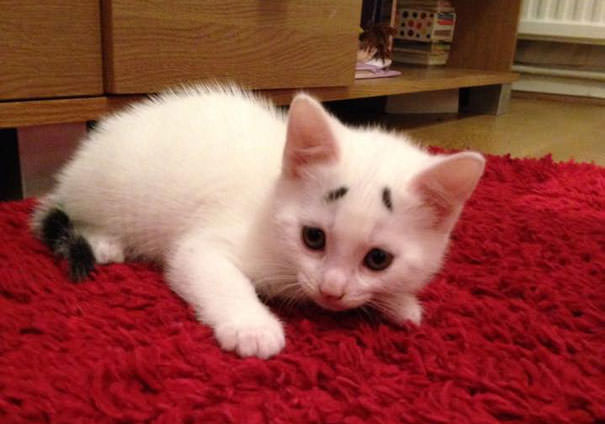 This Is Gary &ndash; The Kitten Was Born With Permanently Worried-Looking Eyebrows