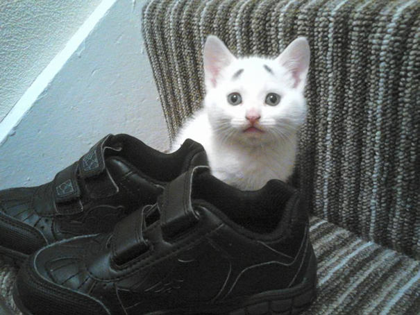 This Is Gary &ndash; The Kitten Was Born With Permanently Worried-Looking Eyebrows