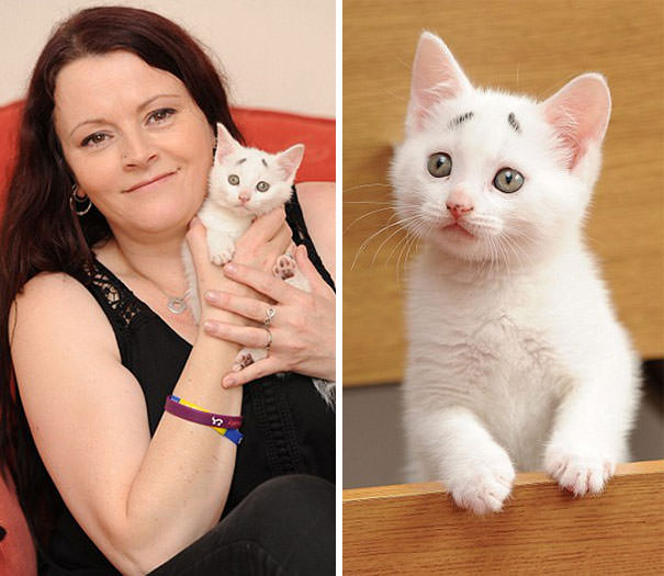 This Is Gary &ndash; The Kitten Was Born With Permanently Worried-Looking Eyebrows