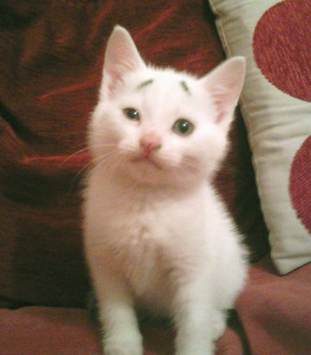 This Is Gary &ndash; The Kitten Was Born With Permanently Worried-Looking Eyebrows