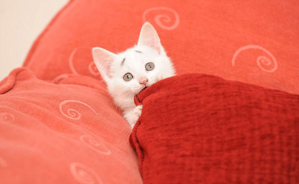 This Is Gary &ndash; The Kitten Was Born With Permanently Worried-Looking Eyebrows