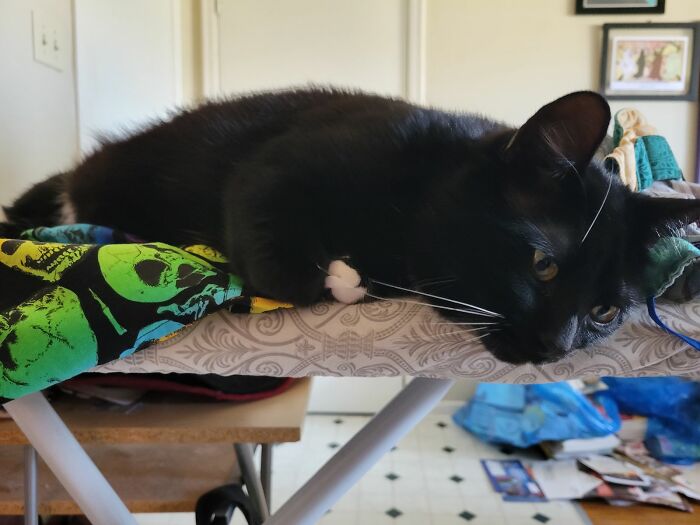 Gawain Loves To Help With The Sewing