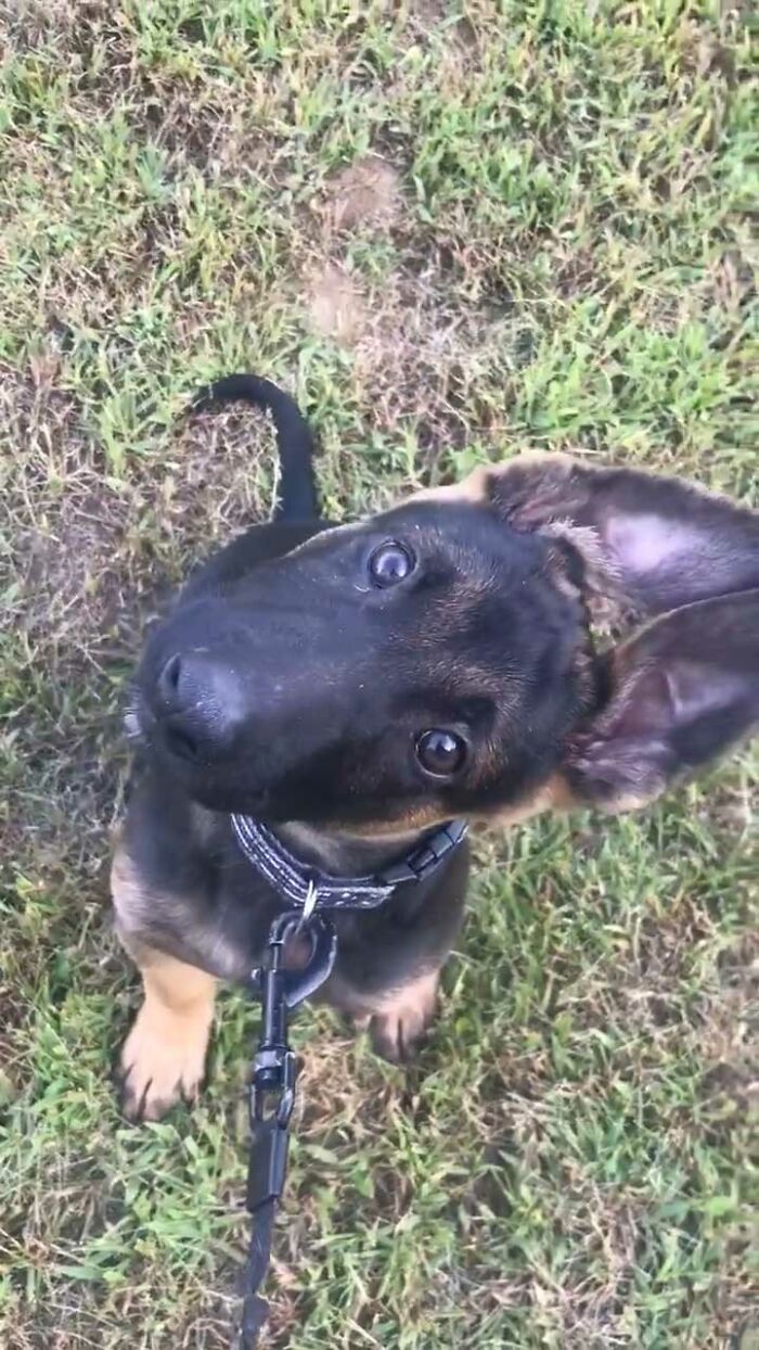 The Head-Tilt. So Simple. So Adorable. Truly Remarkable