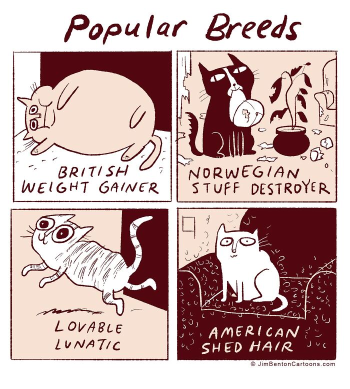 Here Are New Side-Splitting Jim Benton Funny Comics That Will Have You In Smile