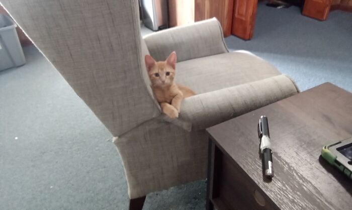 So Hooman... About The Food Bowl