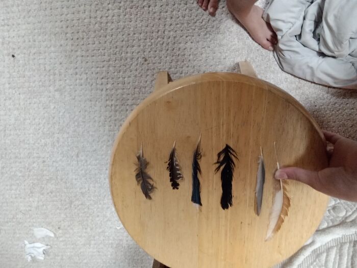 My Feather Collection, From Left To Right: Chicken, Robin, Pretty Sure It's A Crow, I Think It's A Blue Jay, Idk, Idk