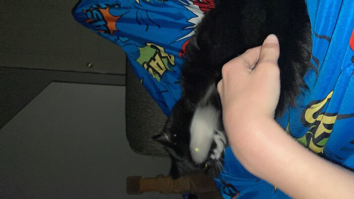 Super Sayan Cat With Flash On