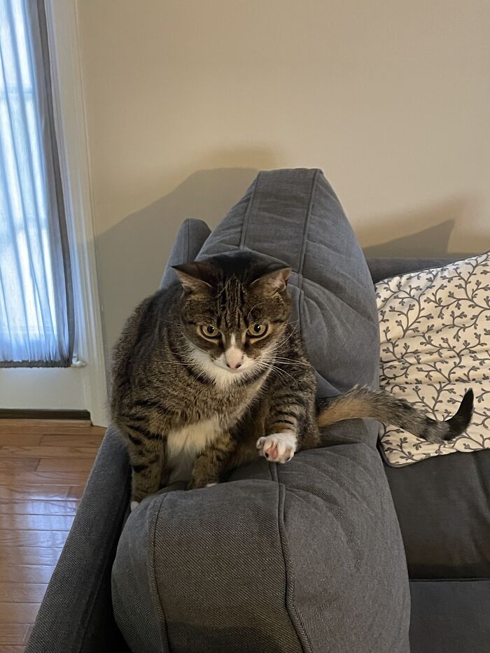 I Found The Best Photos Of My Pets