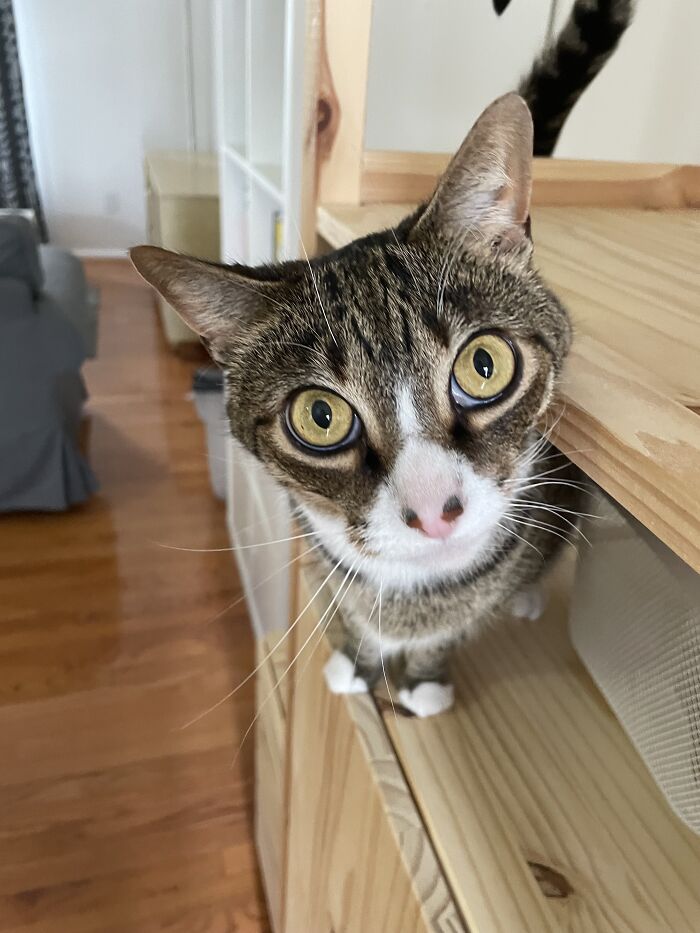 I Found The Best Photos Of My Pets