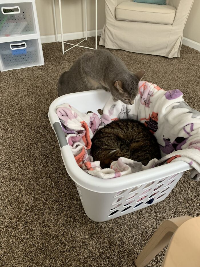 I Found The Best Photos Of My Pets