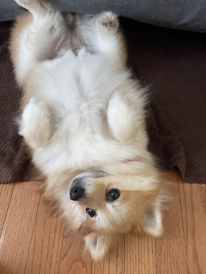 I Found The Best Photos Of My Pets