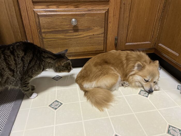 I Found The Best Photos Of My Pets