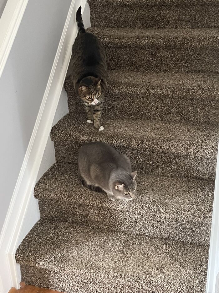 I Found The Best Photos Of My Pets