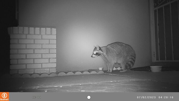 We Were Visited By The Cutest Raccoon Family We Were Visited By The Cutest Raccoon Family