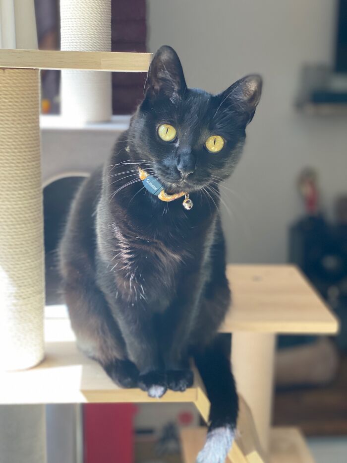 Smudge Wants To Get To Know You Better